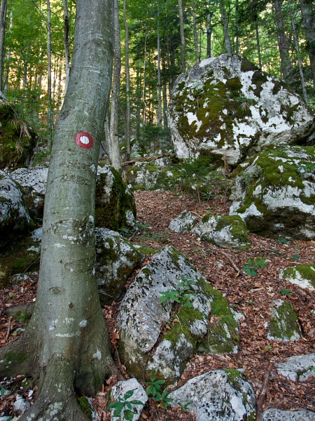 Grintovec - Začetek vzpona po gozdu