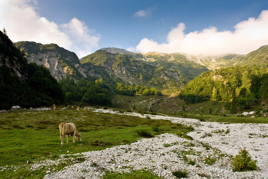 Suha alpine meadow below Rodica