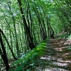 Blegoš - Ascent through the forest