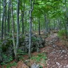 Snežnik - Start of the path in the forest