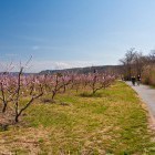 Cycling path towards Sečovlje border-crossing