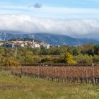 Jesenskih vinogradi in Štanjel