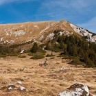 The ridge towards Kofce gora