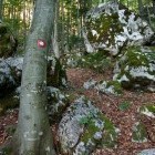 Grintovec - Začetek vzpona po gozdu