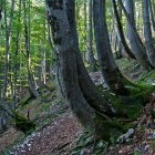 Struška - The shapes of nature