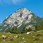 Razor alpine meadow
