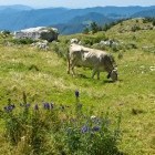 Razor alpine meadow
