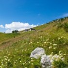Kal alpine meadow