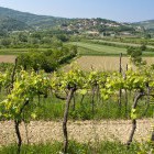 Vineyards around Koper