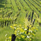 Vineyards near Marezige