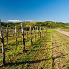 Vineyards in Goriška Brda