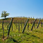 Among the vineyards of Goriška Brda