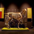 Kobilarna Lipica - muzej Lipikum