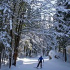 Cross-country skiing, from Planica to Tamar