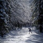 Cross-country skiing, from Planica to Tamar