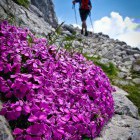 Alpine flowers on Mt. Krn