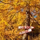 Beautiful fall colours above Pokljuka