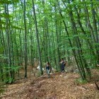 Svinjak - Vzpenjanje skozi gozd